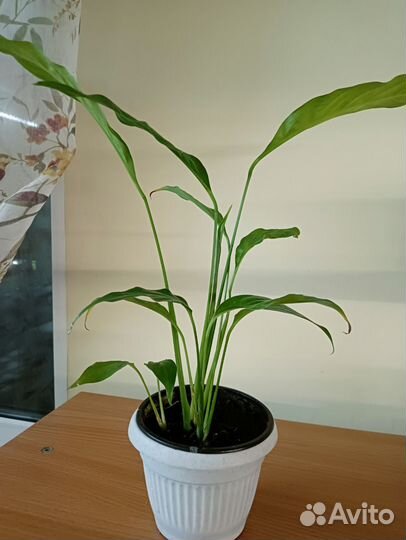 Спатифиллум