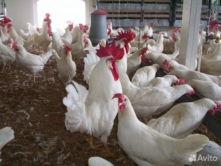 Куры несушки Кросс Коралл порода