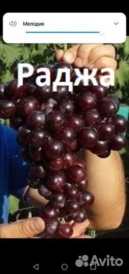 Двухлетние саженцы винограда Раджа