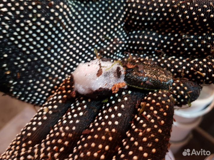 Ничатка пиявка