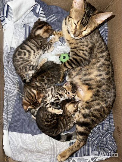 Бенгальские котята