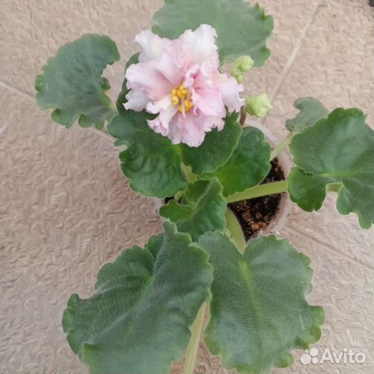 Фиалки-стартеры