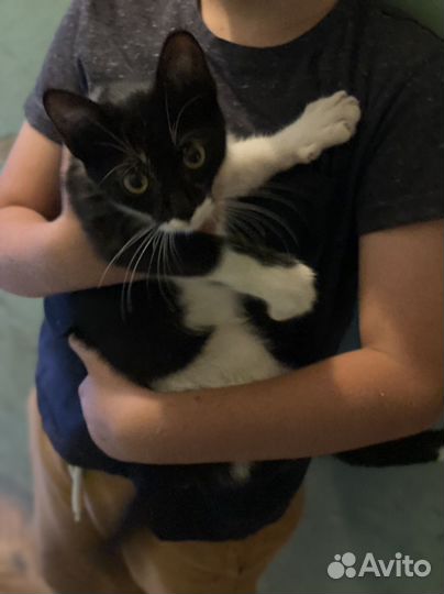 Котенок бесплатно