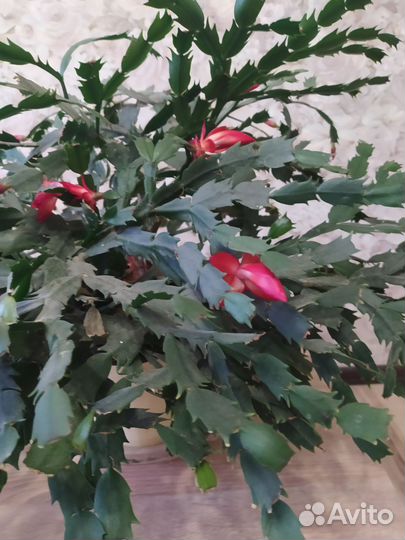 Цветок декабрист