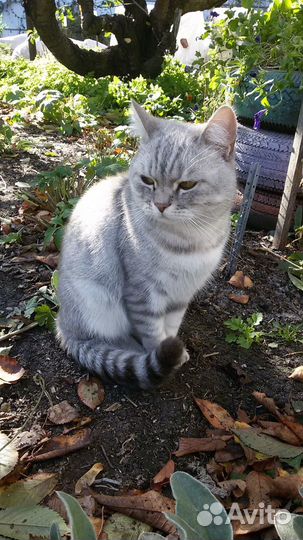 Кот ищет дом