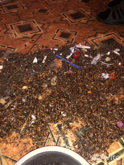 Уничтожение всех видов насекомых