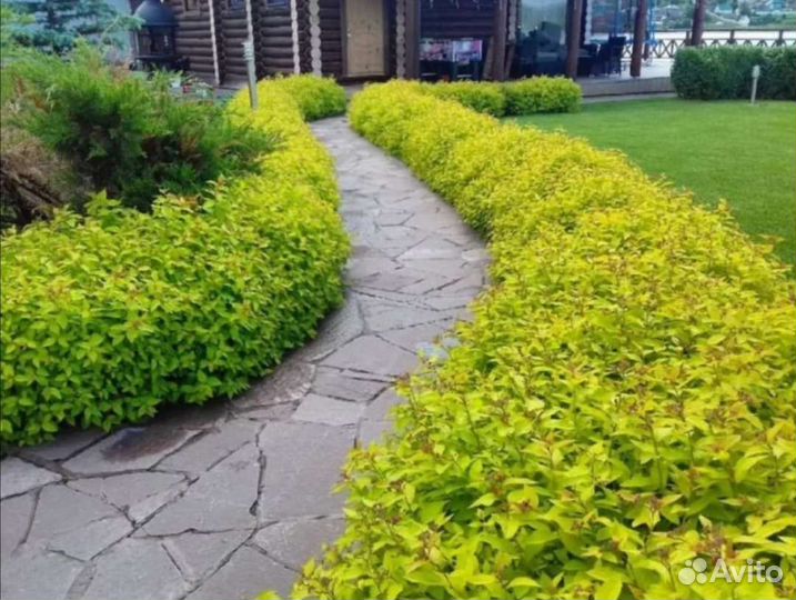 Спирея, Барбарис эректа, живая изгородь, бордюры