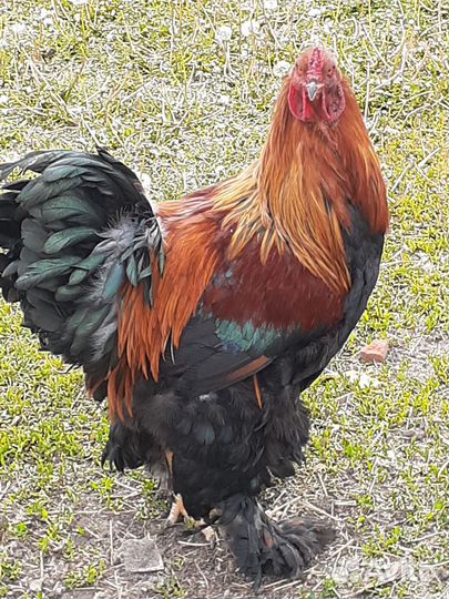 Куры и петухи брама