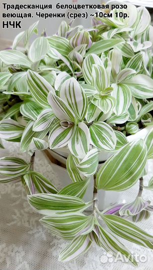 Рео, традесканции, церопегия Вуда