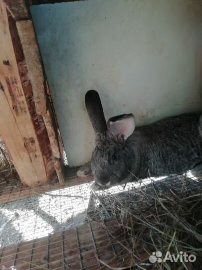 Кролики мясных пород