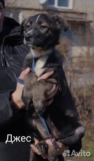 Малышка Джес нуждается в доме