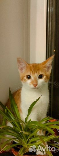 Нарисую ваших питомцев