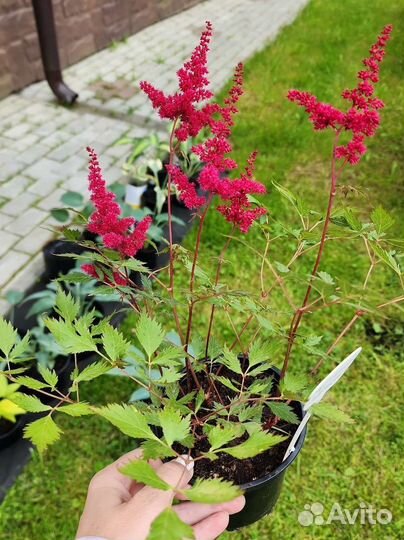 Астильба низкорослая