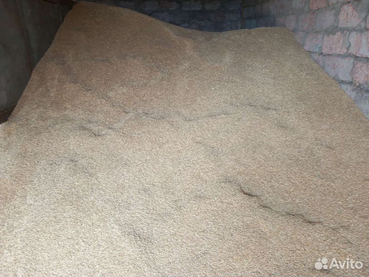 Зерно ячмень