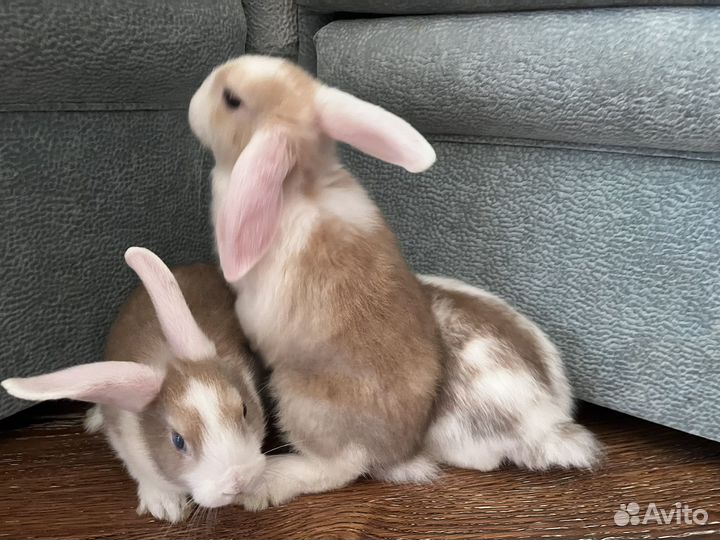 Декоративные кролики