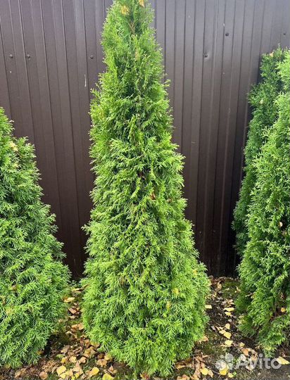 Туя Смарагд с бесплатной доставкой