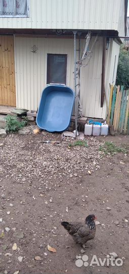 Тазик пластиковый