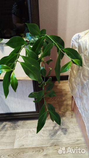 Эсхинантус