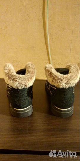 Коты