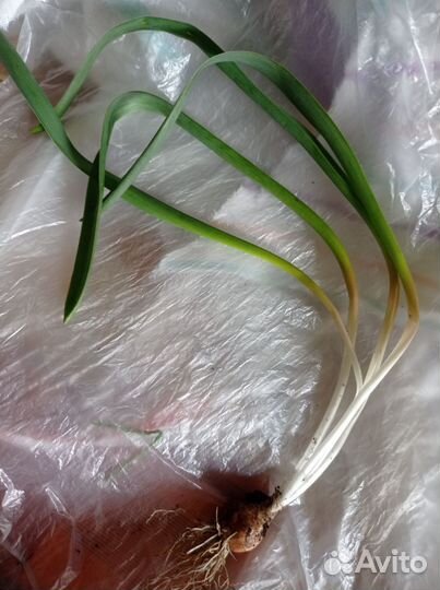 Мелколуковичные лилейники мускари