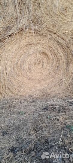 Сено солома в рулона