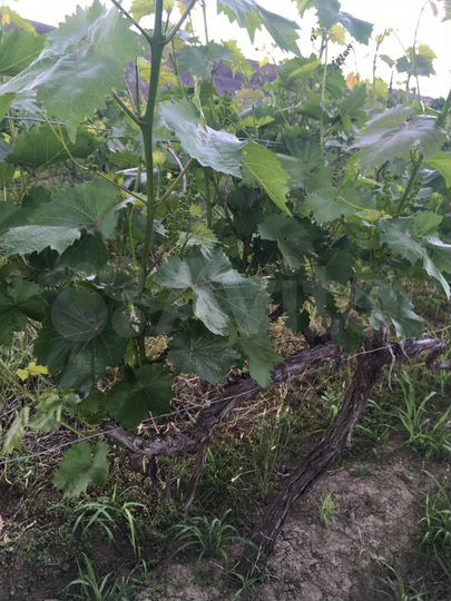 Участок 100 сот. (СНТ, ДНП)