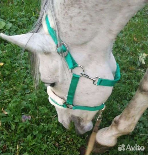 Недоуздок для лошади зелёный