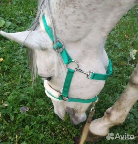 Недоуздок для лошади зелёный