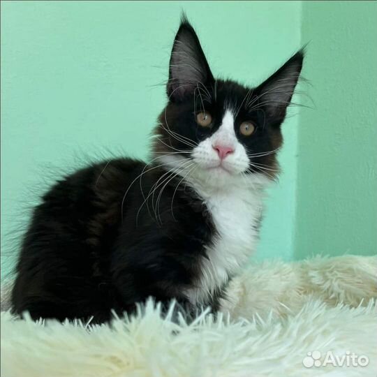 Мейн-кун котики 4 месяца