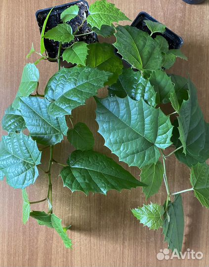 Циссус антарктический растения