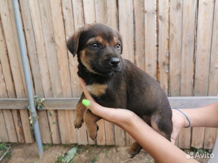 Щенок двортерьер