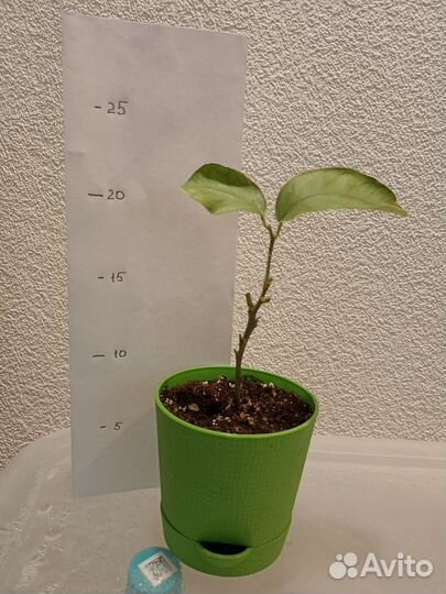 Лимон Эврика Пинк вариегатный