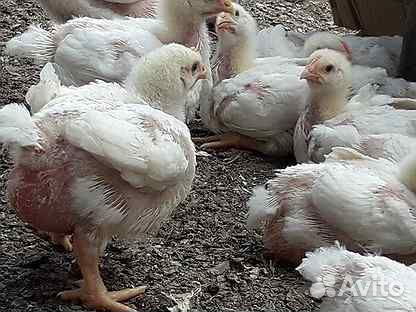 Подрощенный бройлер кобб 500, цветной бройлер