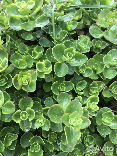 Многолетники