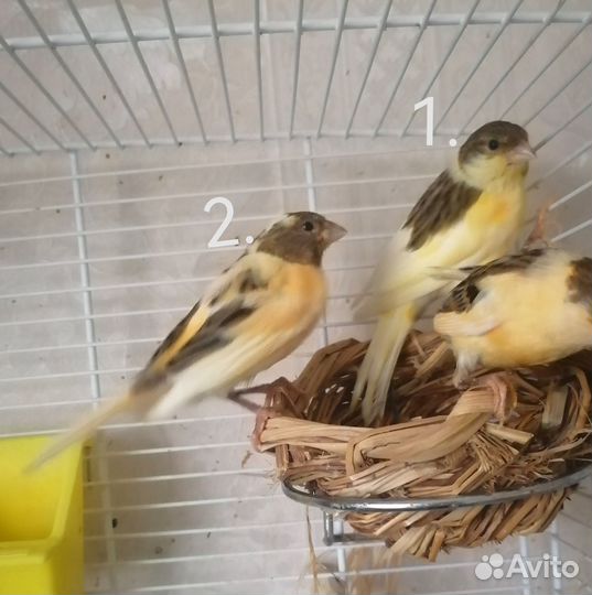 Птенцы канарейки