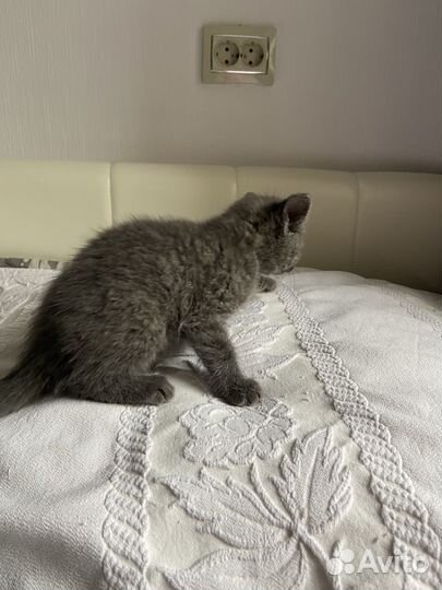 Британская