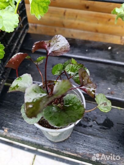 Бузульник карликовый