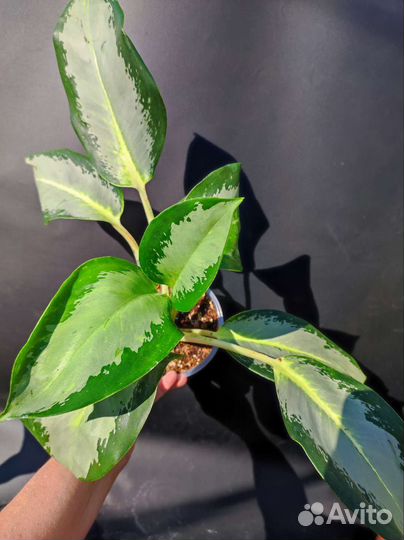 Аглаонема Сильвер Блю - Silver Blue