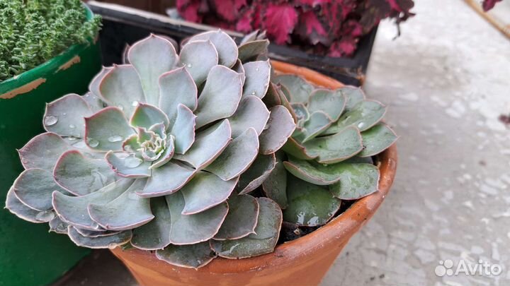Эхеверия шавиана