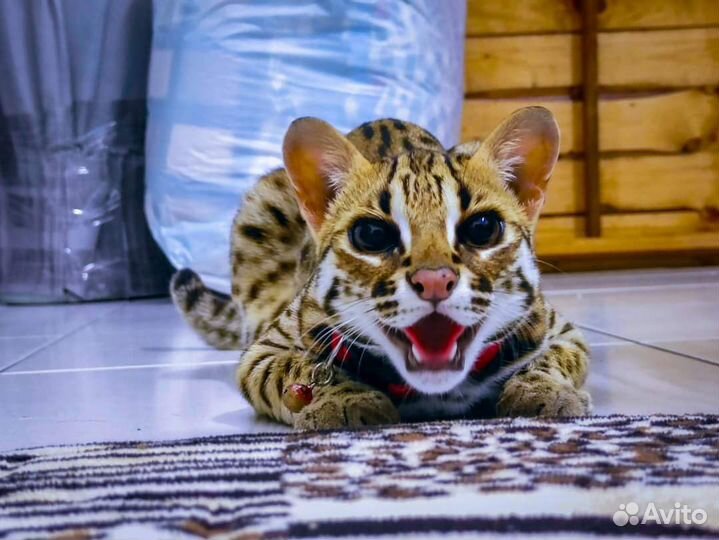 Азиатские леопардовые кошки,коты,котята. алк
