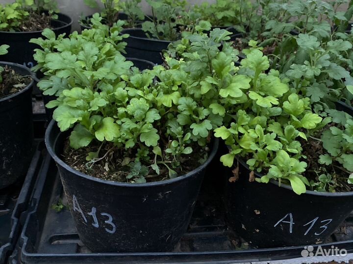 Хризантемы