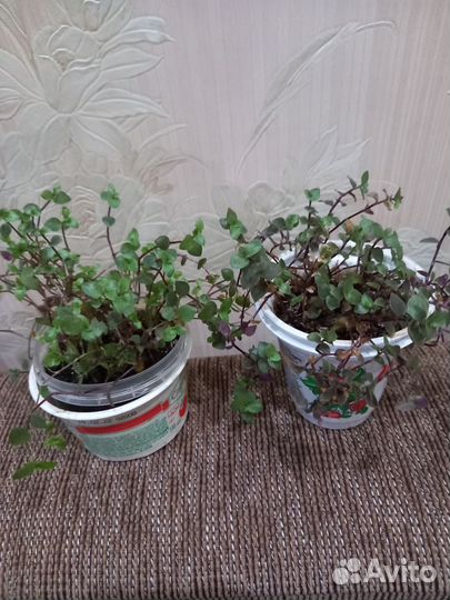 Традисканция