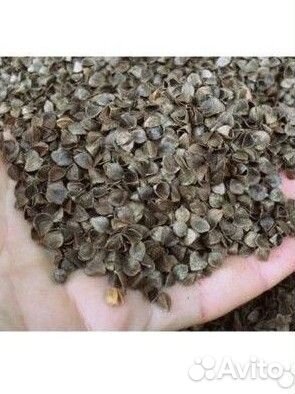 Лузга гречихи