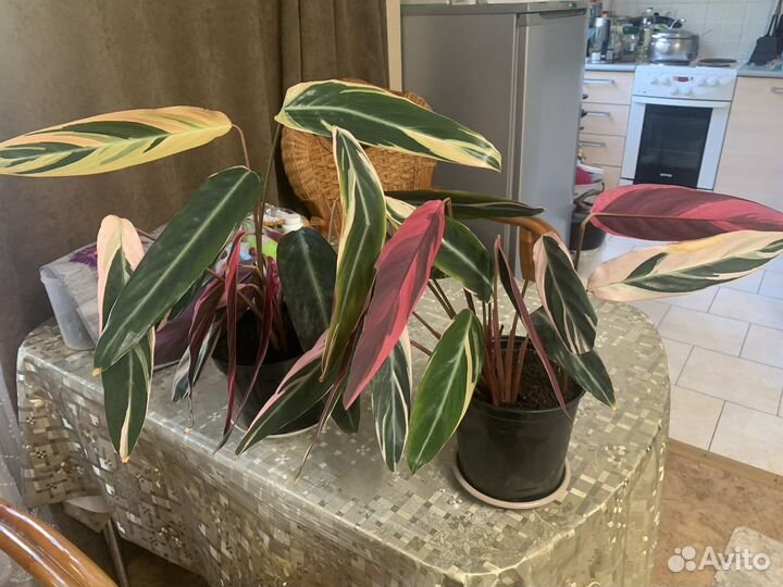 Строманта триколор