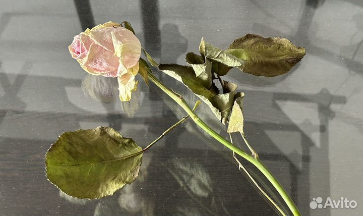 Анимация и мультипликация