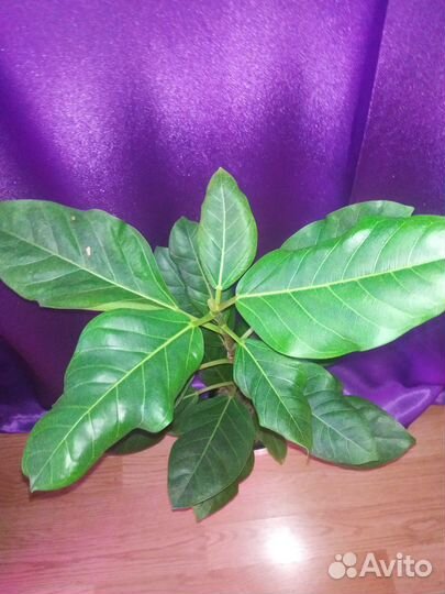 Фикус Альтиссима Бенгальский тигр