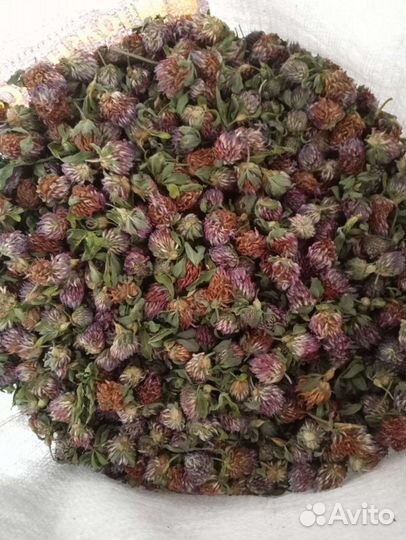 Цветы Клевера