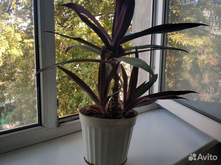 Цветок Рео. Ладья Моисея