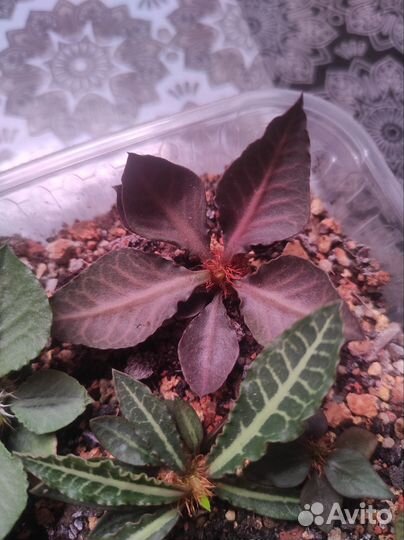 Euphorbia francoisii hybrid