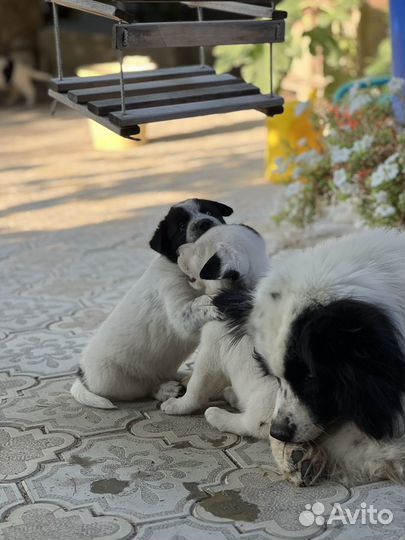 Якутская лайка щенки 1,5 мес